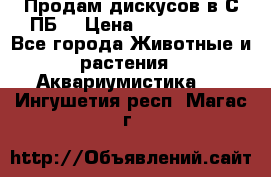 Продам дискусов в С-ПБ. › Цена ­ 3500-4500 - Все города Животные и растения » Аквариумистика   . Ингушетия респ.,Магас г.